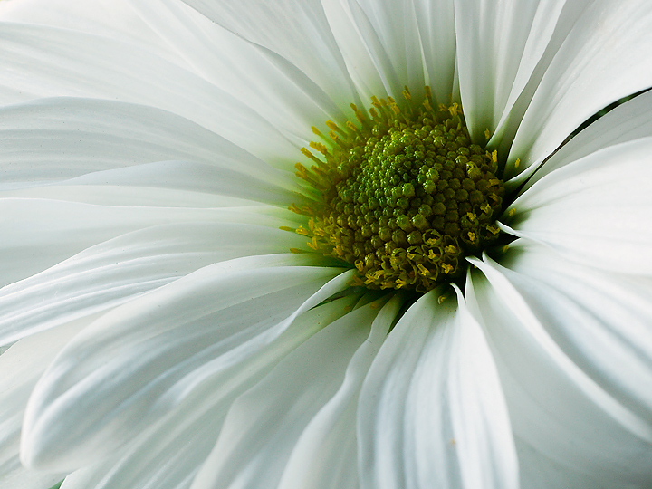 White Daisy