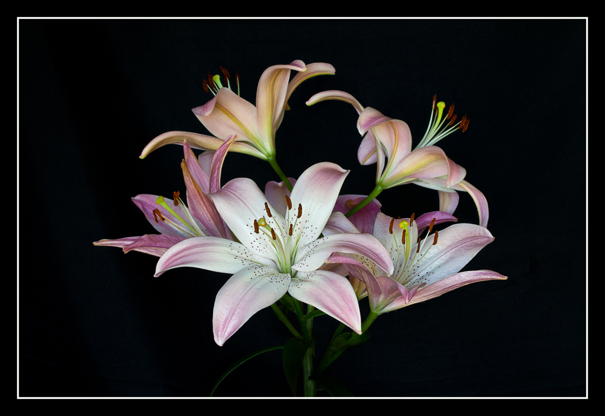 Pale Pink Lilies VIII
