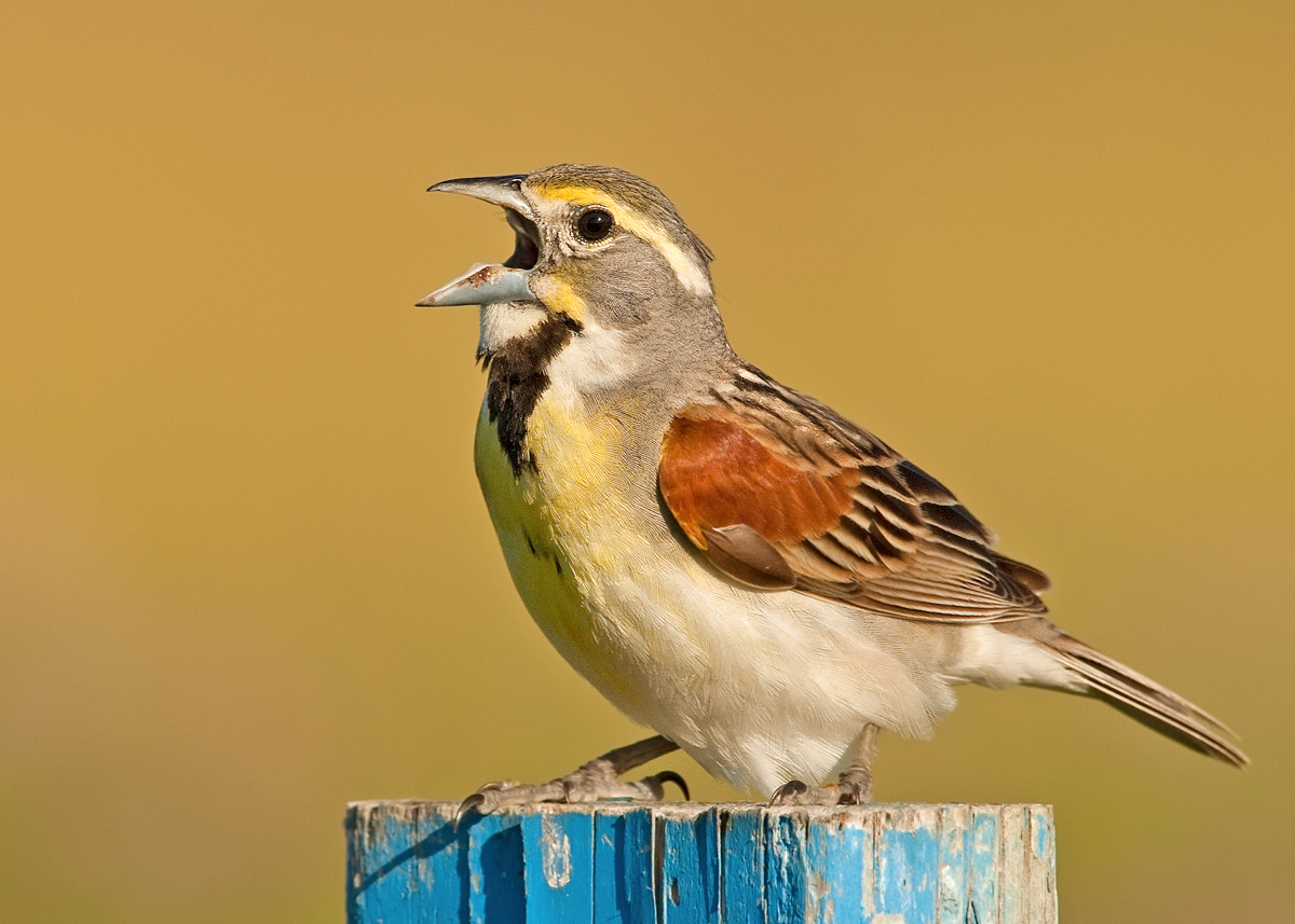 Dickcissel Singing