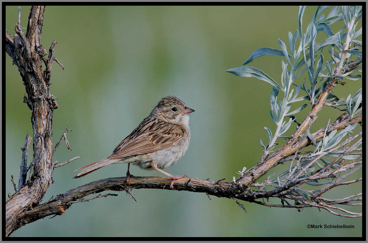 Clay Colored Sparrow