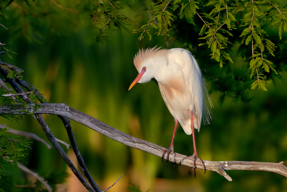 CATTLE EGRET