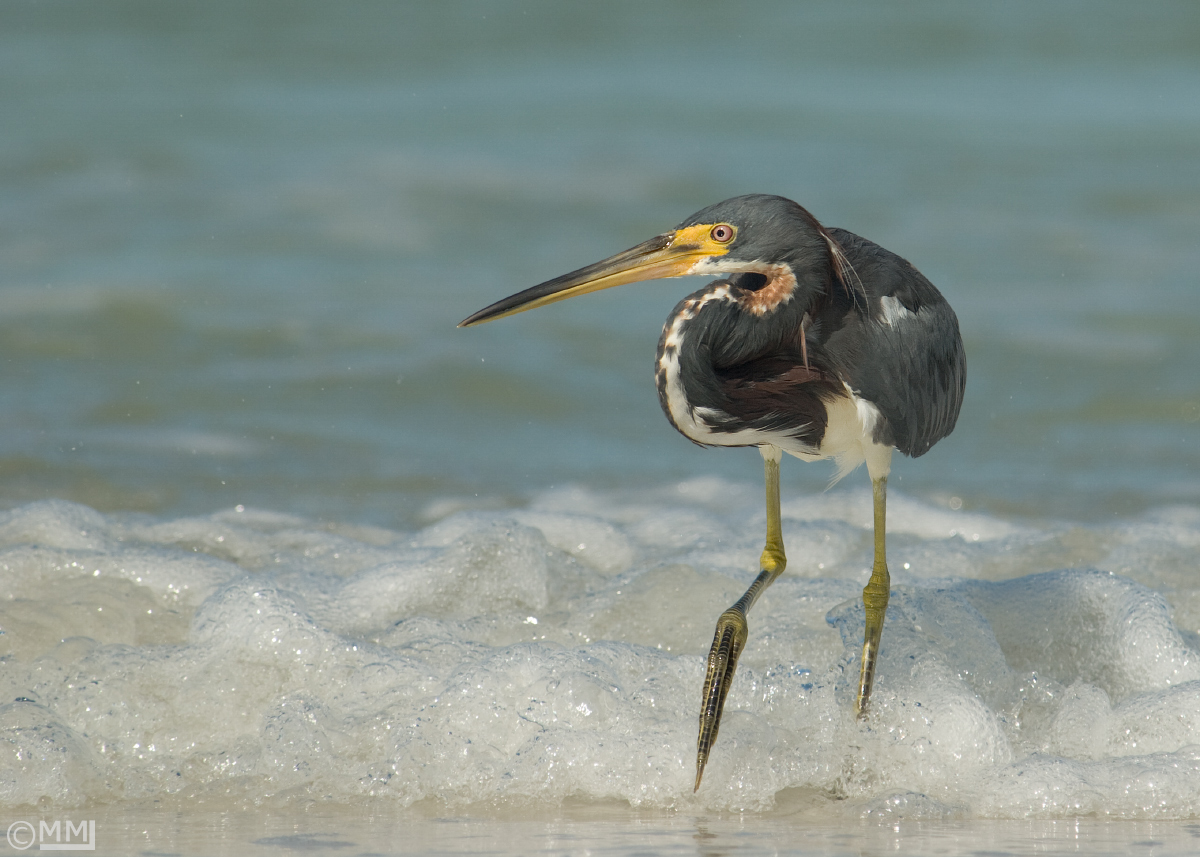 Tricolored Heron