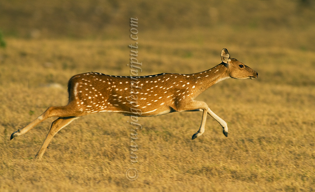 Chital onthe fast track2