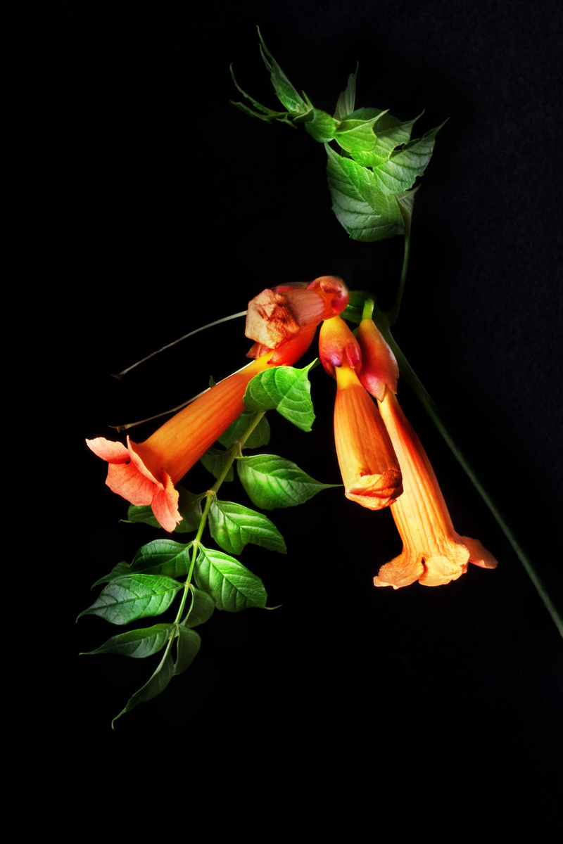Trumpet Vine lV