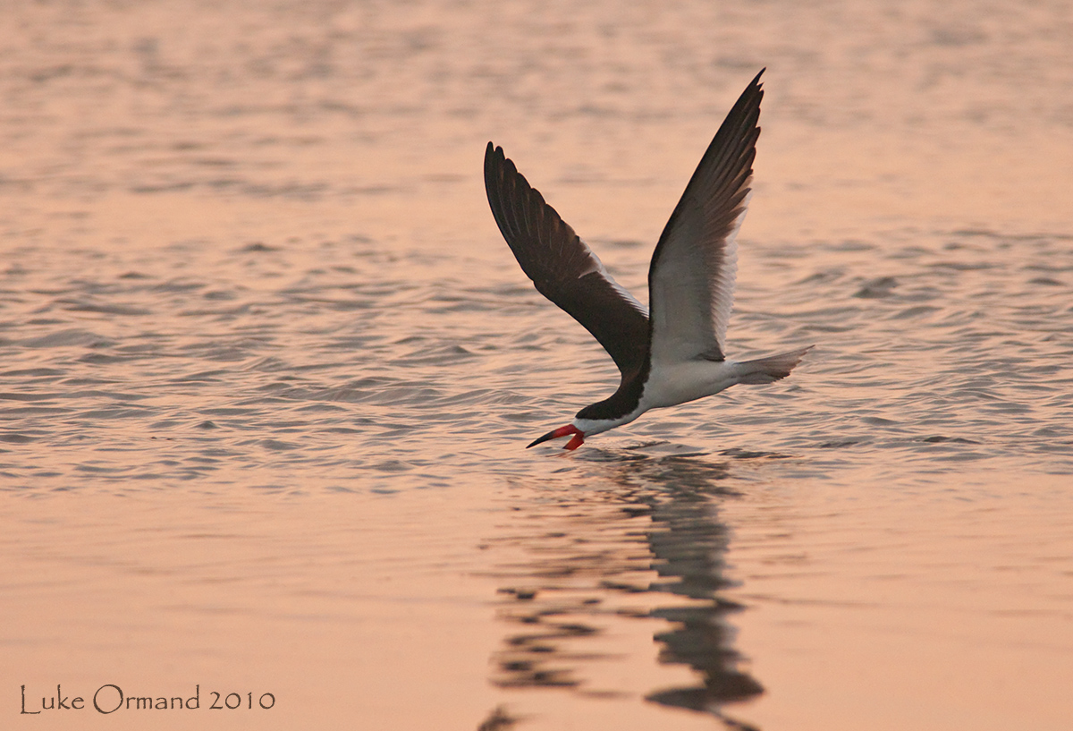 Black Skimmer