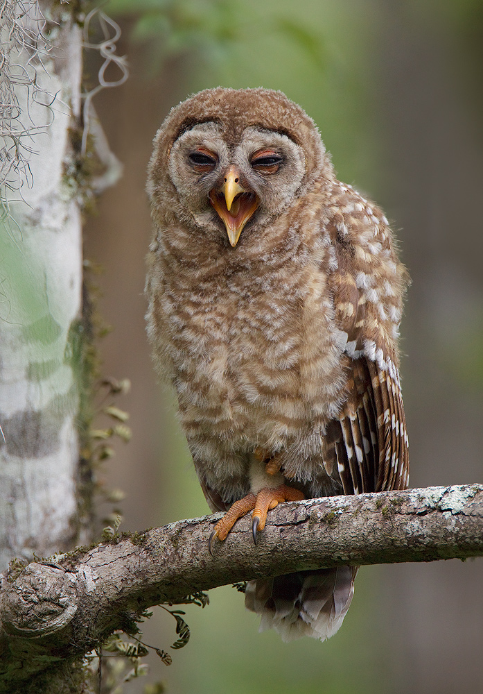 Barred Owl Fledgling