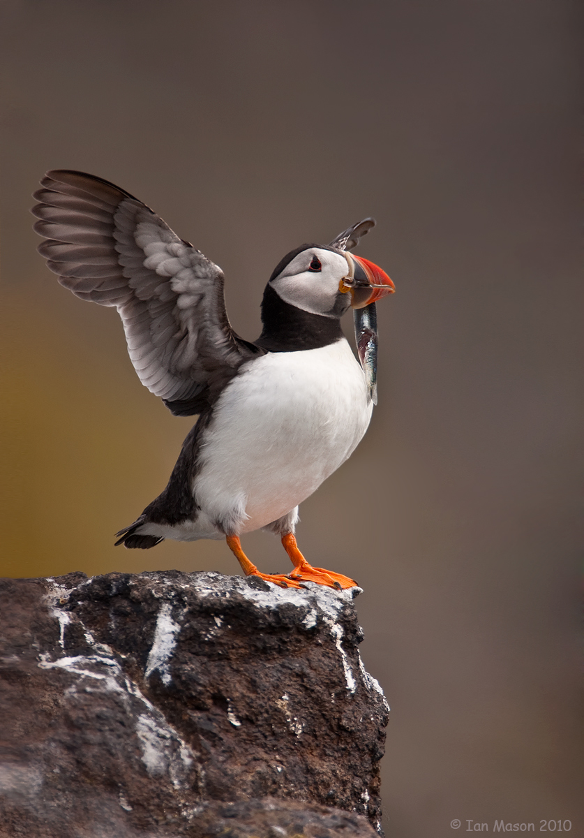 Puffin