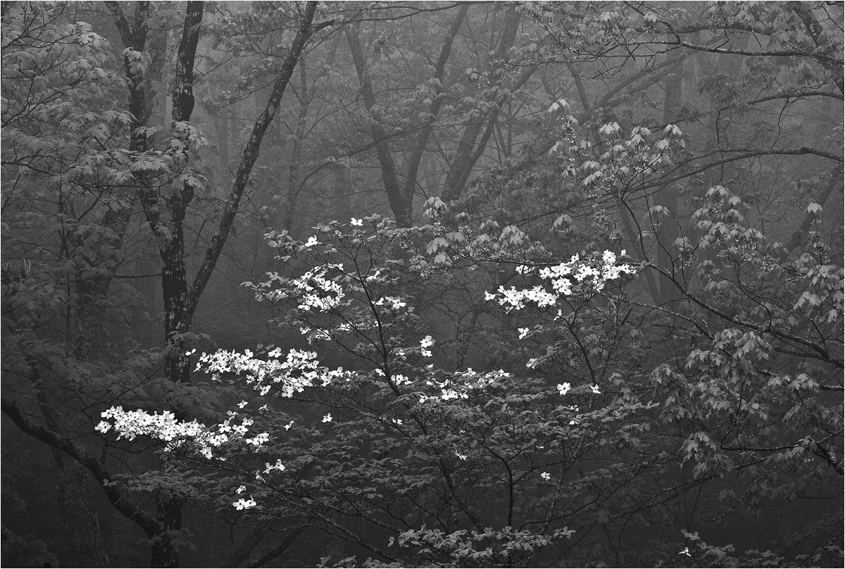 Spring Dogwoods
