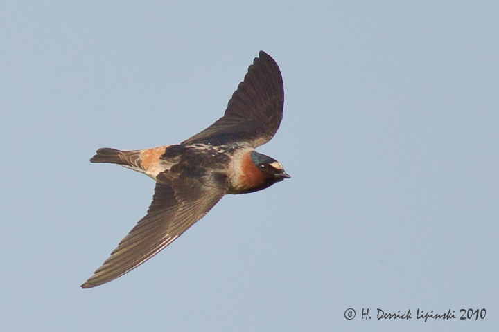 A Flying Swallow
