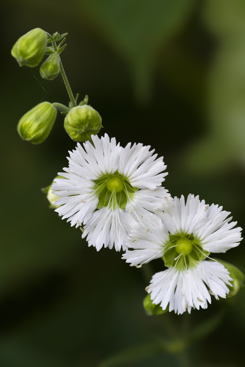 Silene stellata