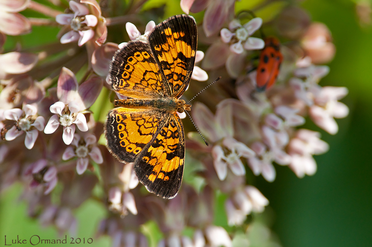 Pearl Crescent Butterfly