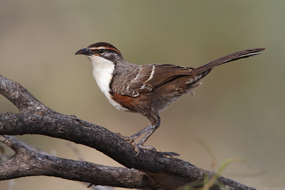 Chestnut-crowned Babbler