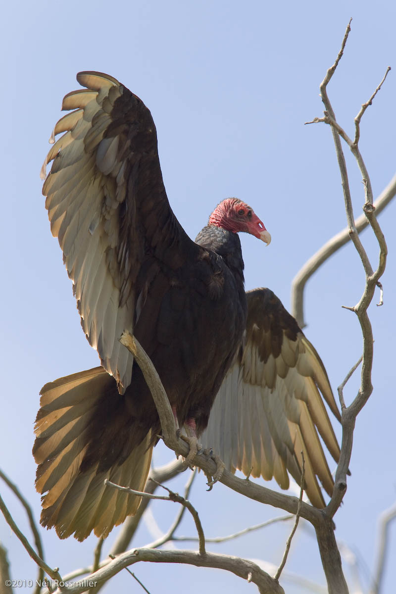 Spread Vulture