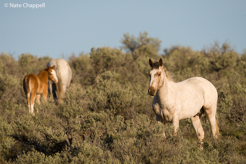 Wild Horses
