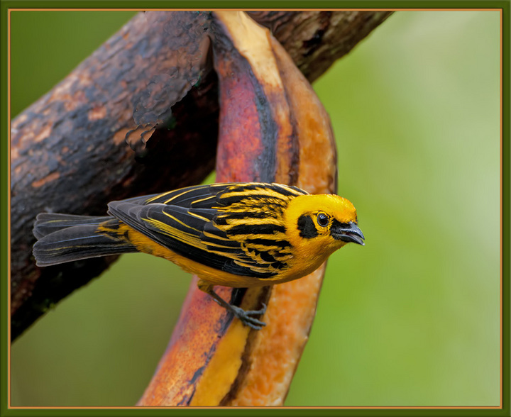 Golden Tanager