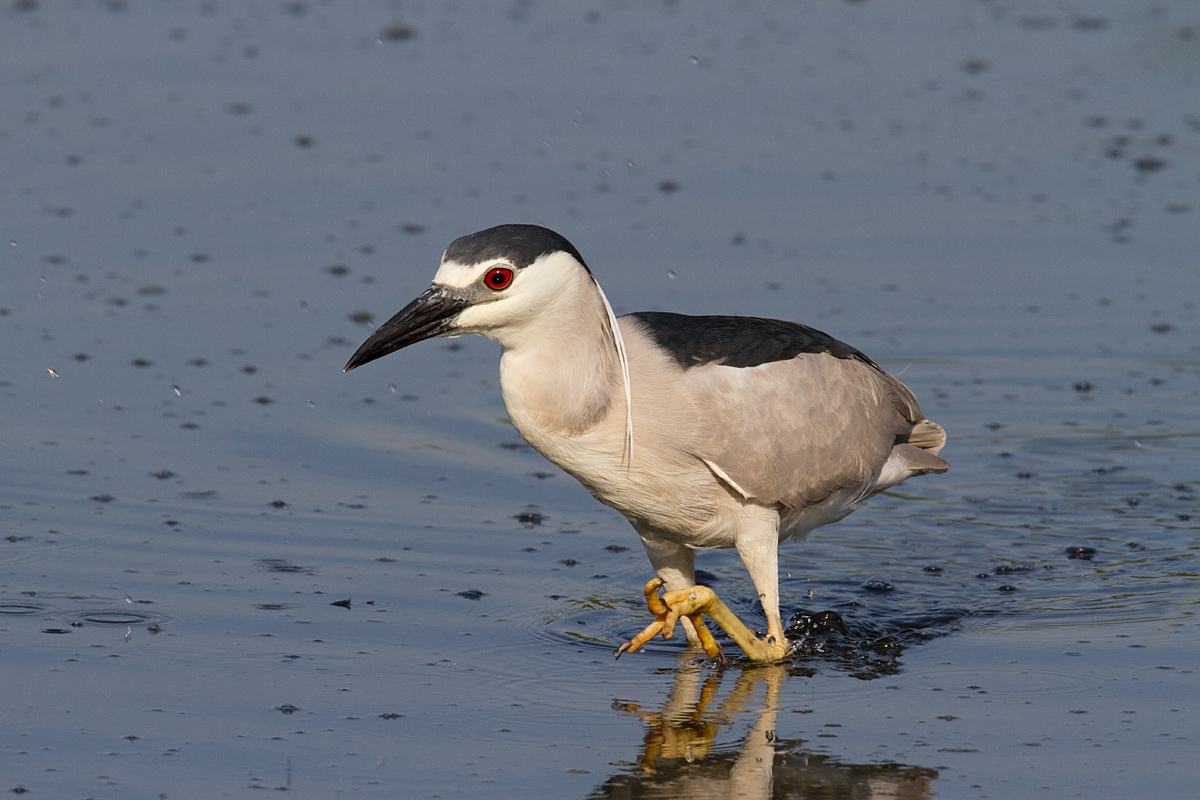 Black Crown Night Heron