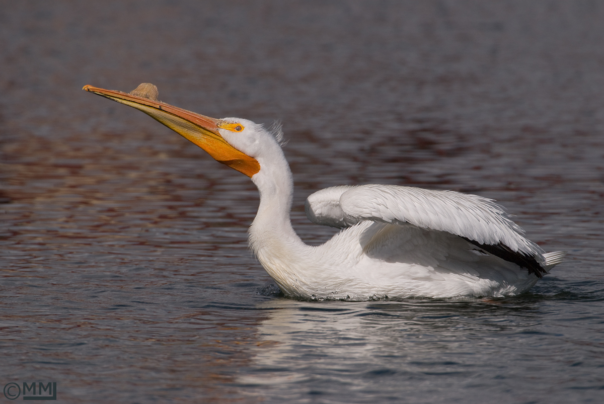 American White Pelican