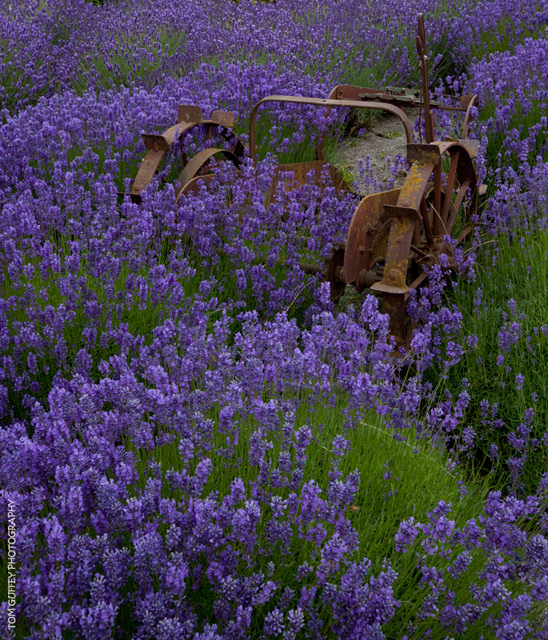 Lavender field