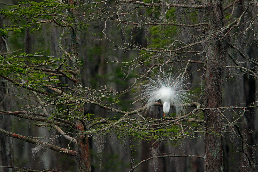 Egret Display
