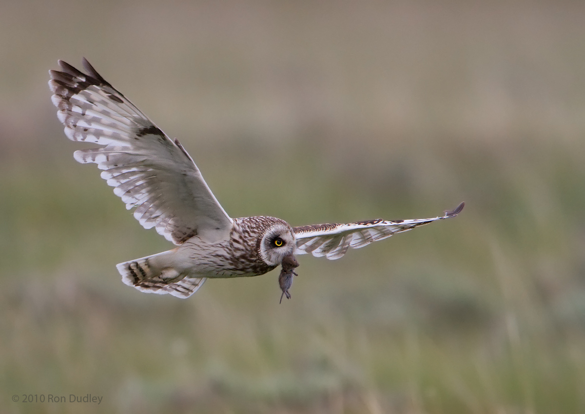 Short-eared Owl