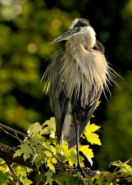GBH