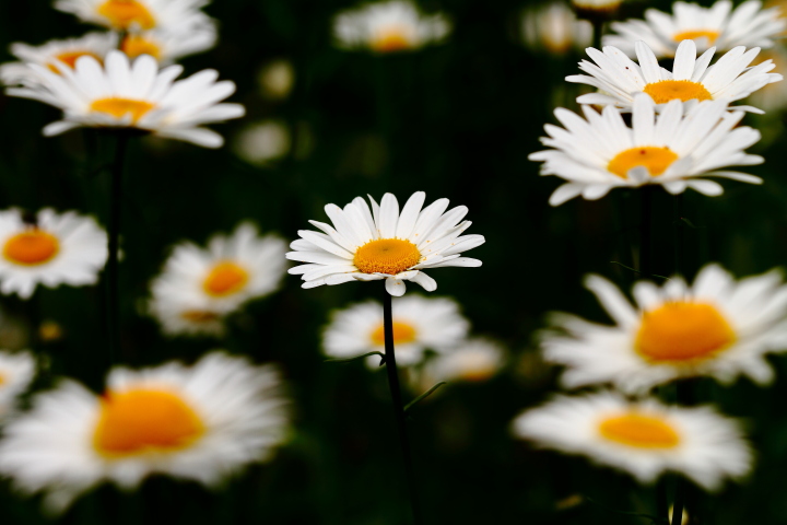 OX-EYE DAISY