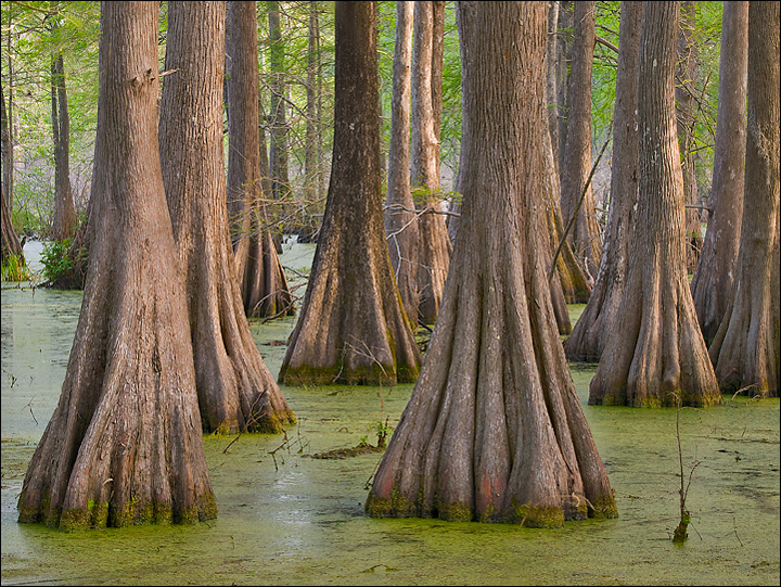 Lake Martin Cypress