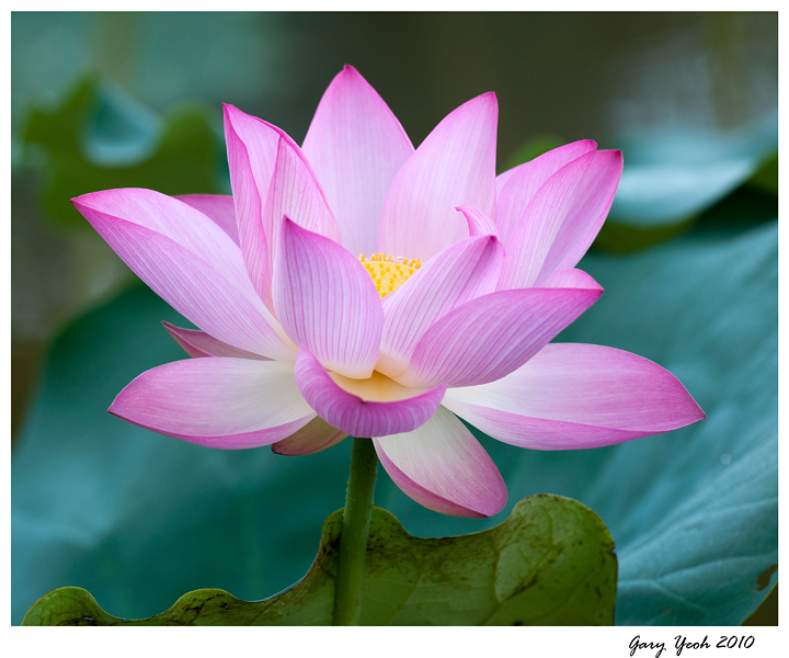 Sweet sixteen lotus
