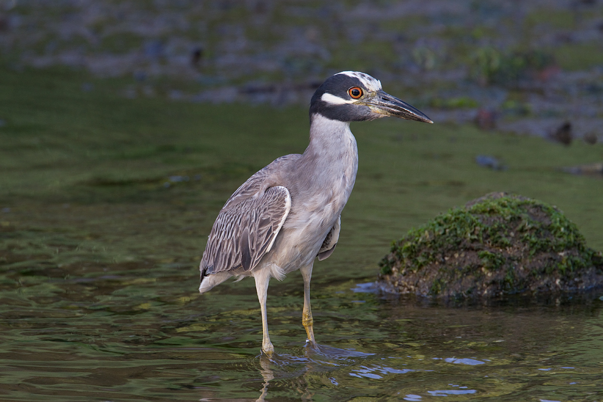 Yellow Crown Night Heron