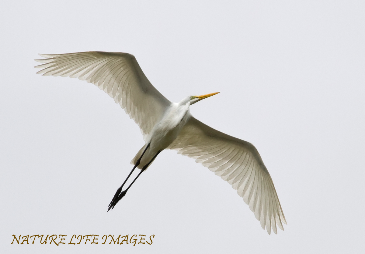 Wings on Wind
