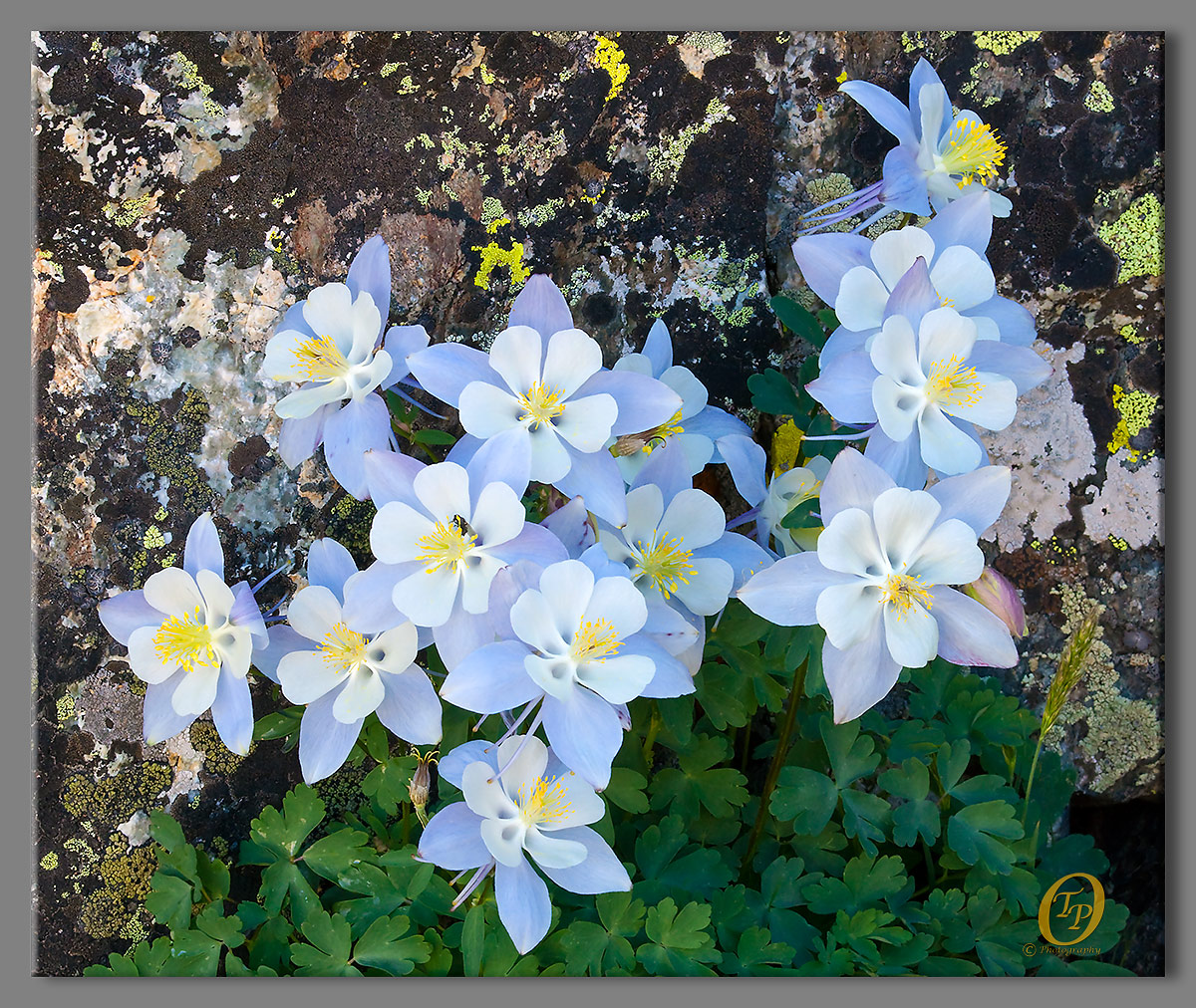 Mohawk Lake Columbines