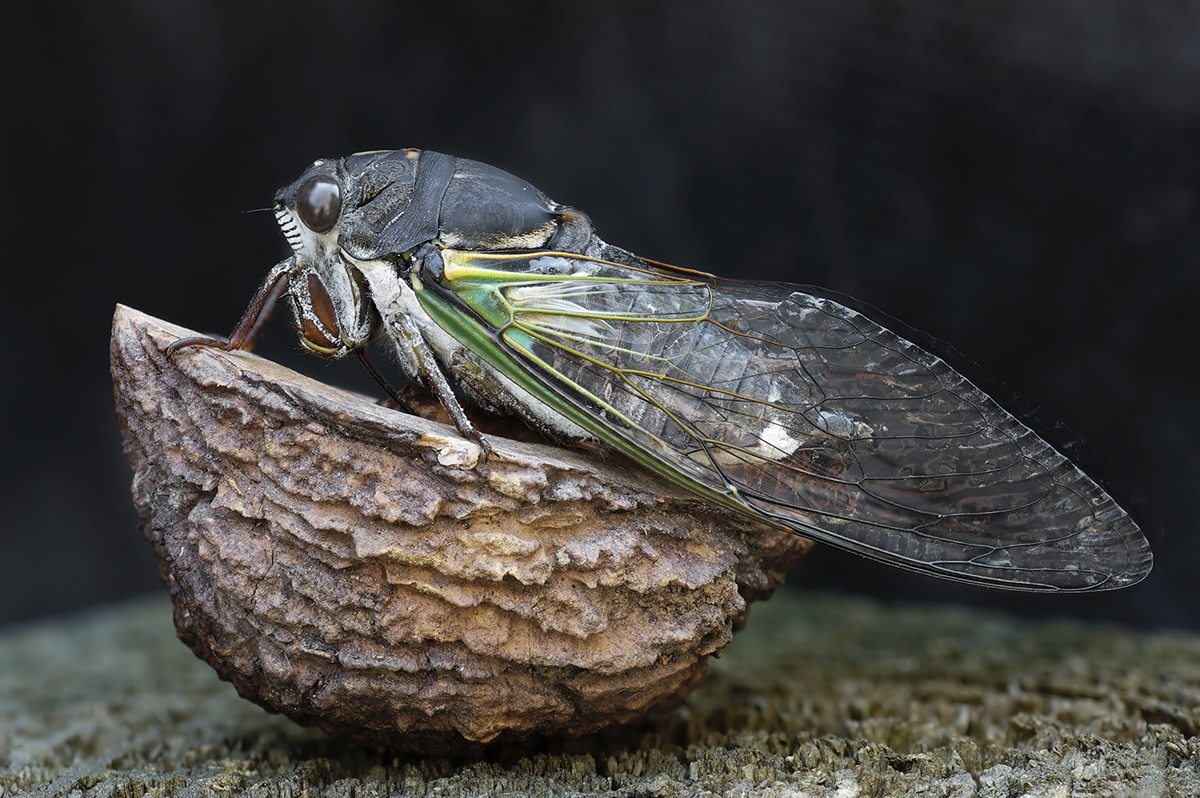 Cicada