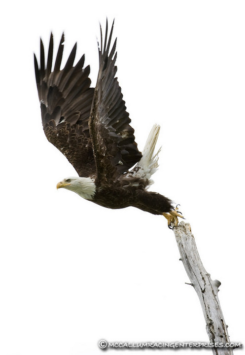 WC 442: Bald Eagle