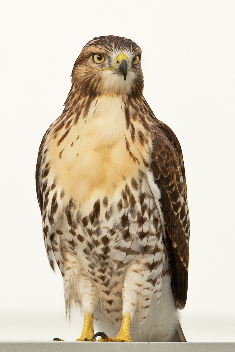 Red-tailed Hawk (w/repost)