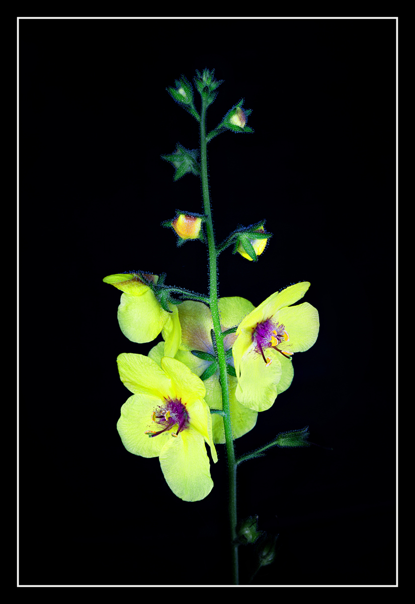 Moth Mullein