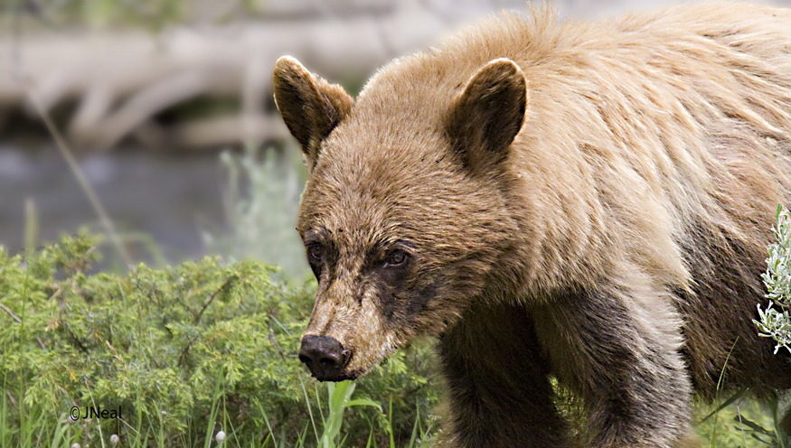 Black Bear Portrait