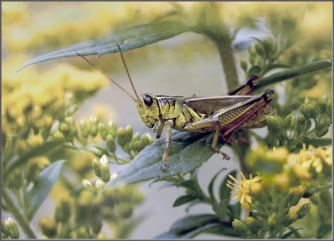 Nervous grasshopper #2