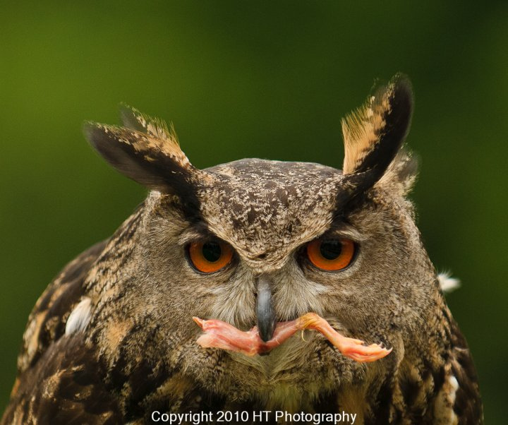 Eurasion Eagle Owl