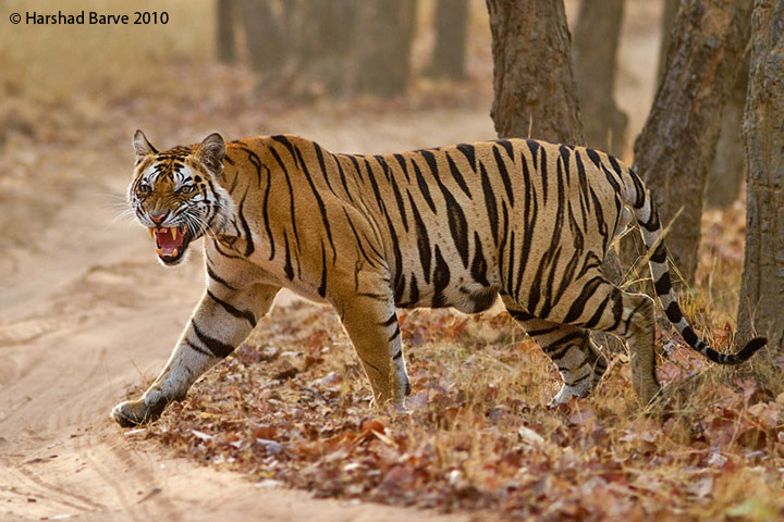Male Tiger ! Bandhavgarh