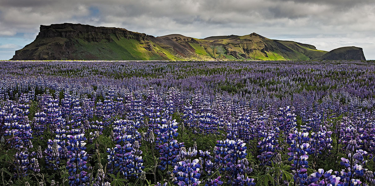For all you Lupine lovers