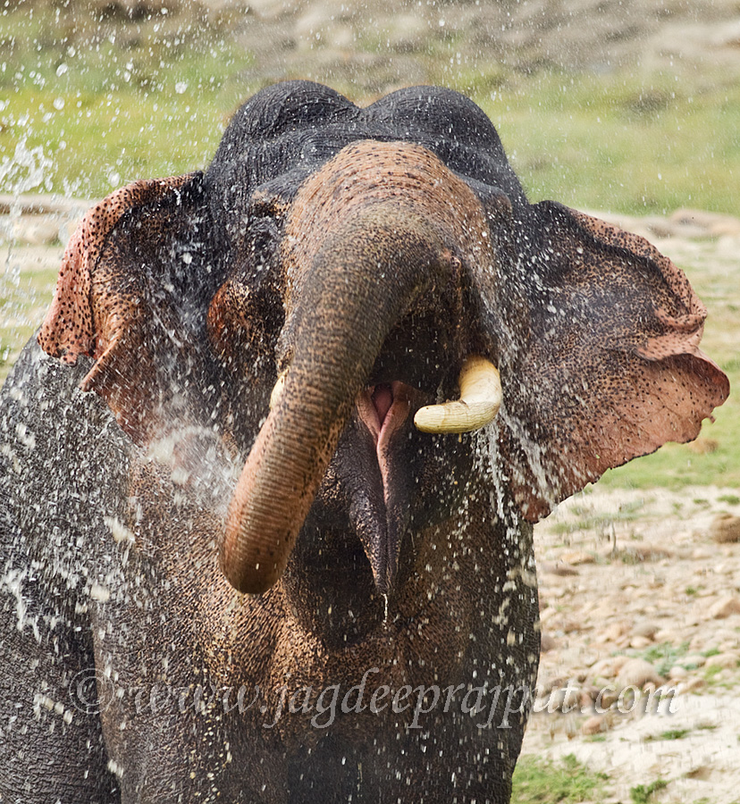 Elephant taking bath