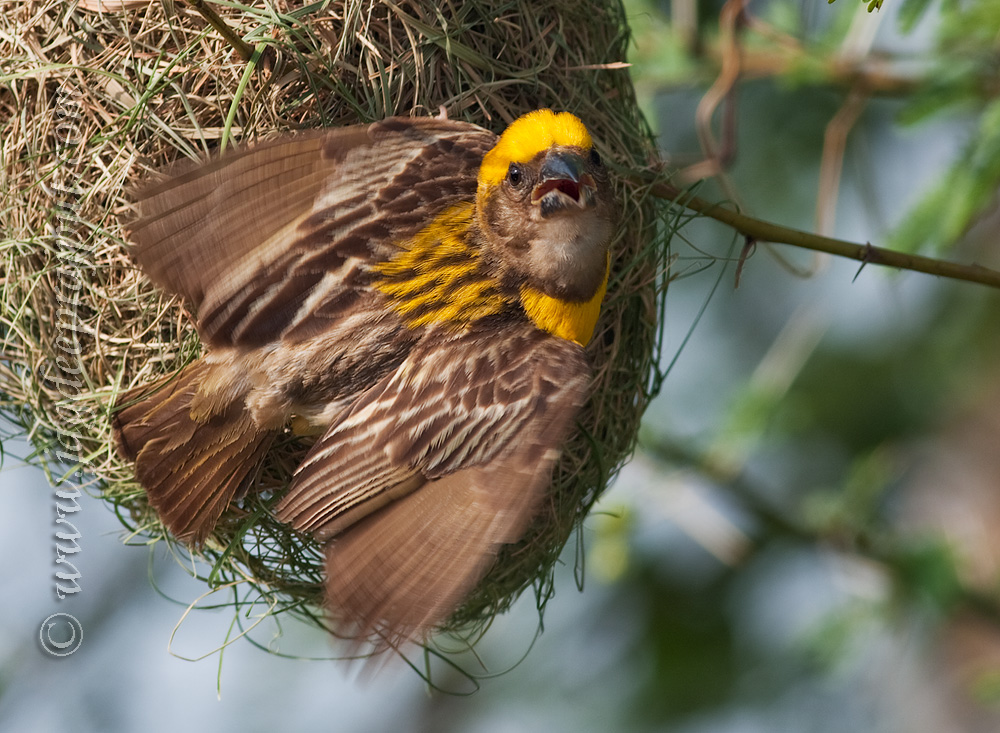 Weaver bird displaying