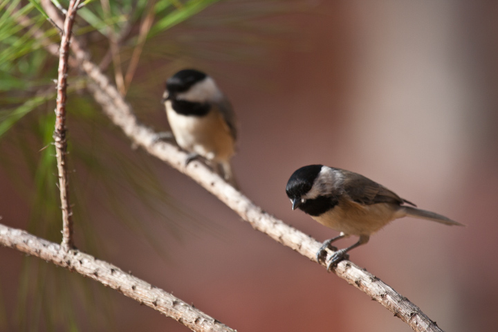 Carolina Chickadee