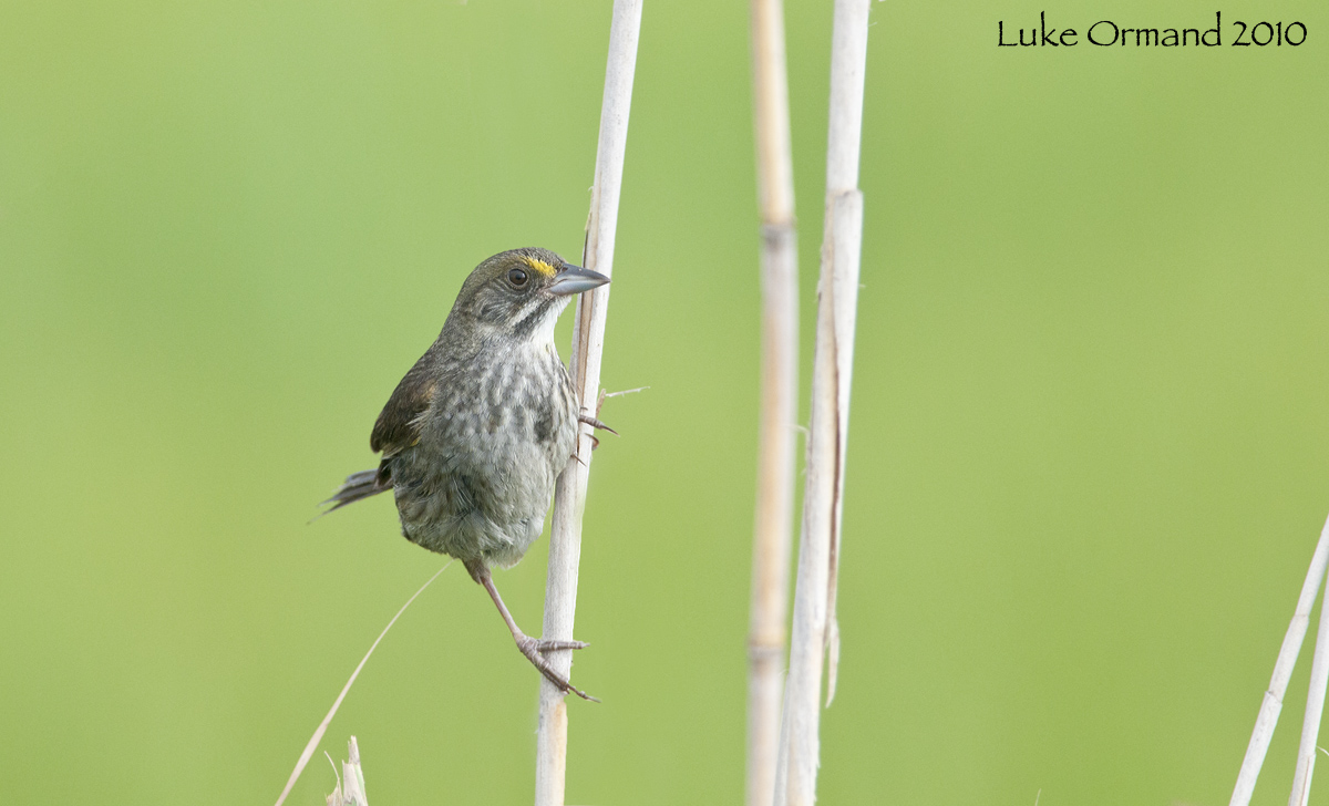 Seaside Sparrow II