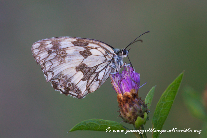 Marbled White