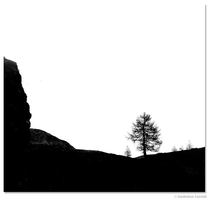 Treescape