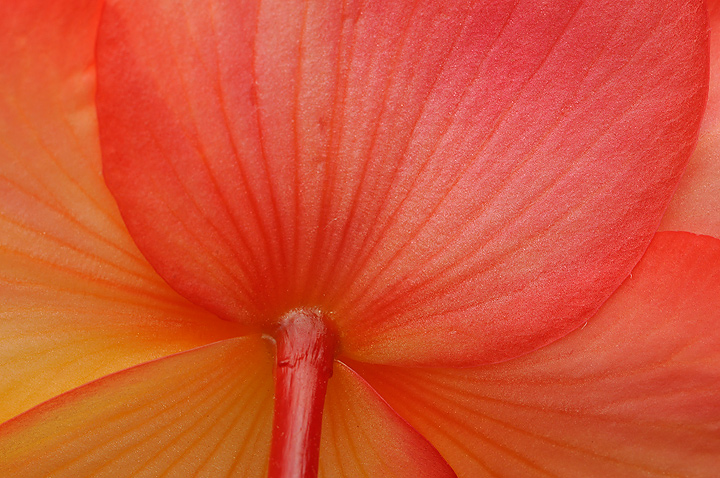 Delicate Lines