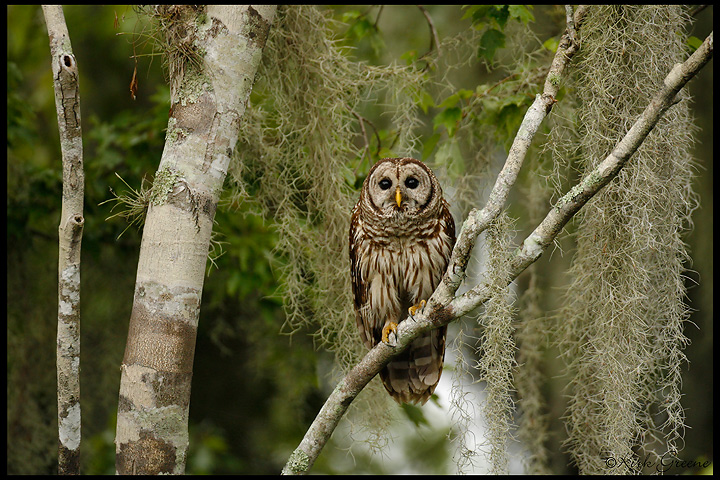 Barred Owl