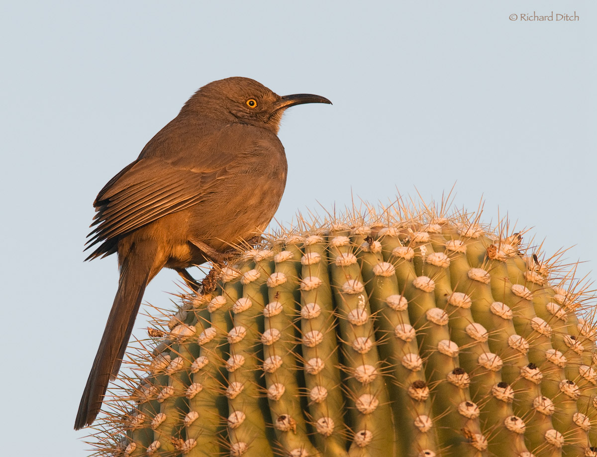 Curve-billed Thrasher