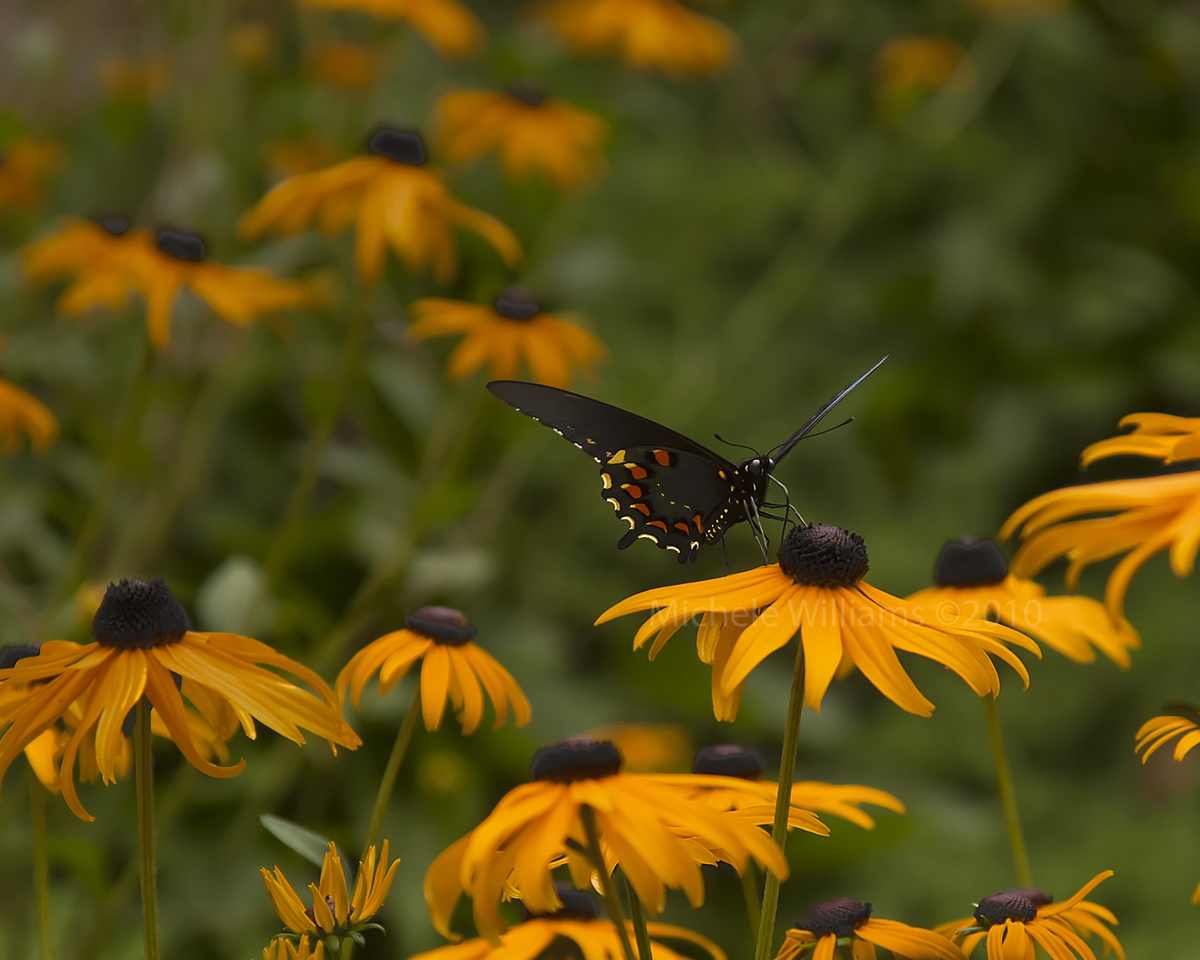 Pinevine Swallowtail